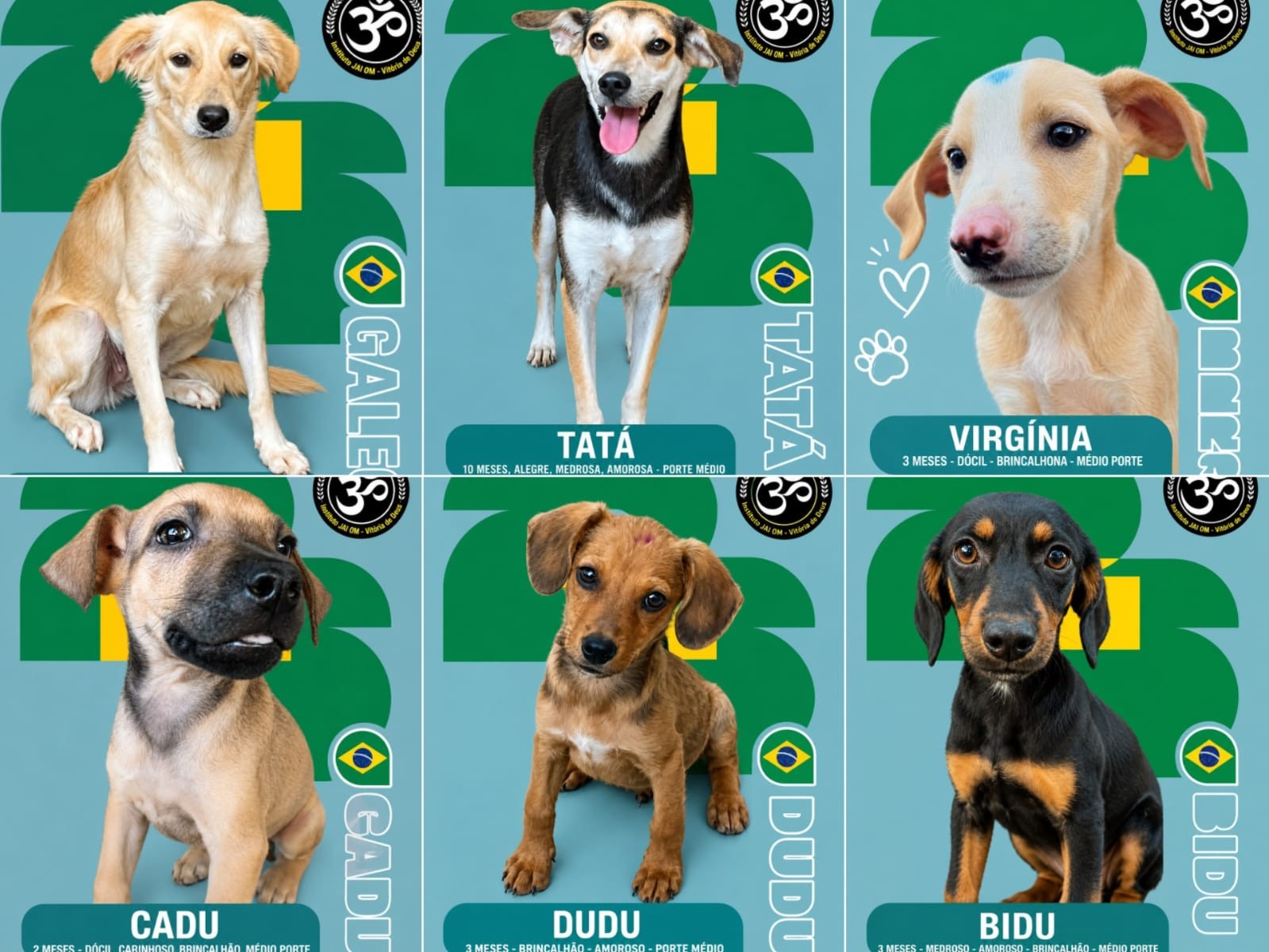 Abrigo cria álbum de figurinhas para incentivar adoção de cães em Maceió 