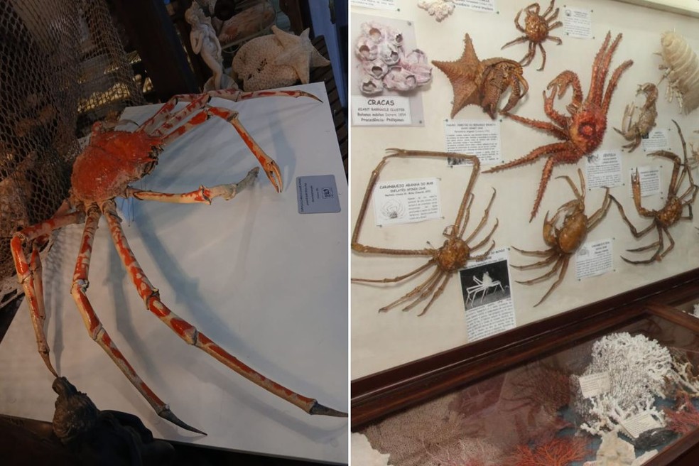 Caranguejo-aranha japonês está exposto no Museu do Mar, em Santos, SP — Foto: Museu do Mar/Divulgação e Marcelo Martins/Prefeitura de Santos/Divulgação