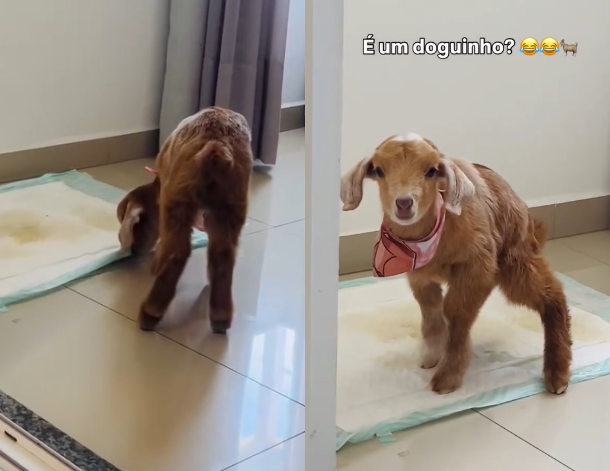 VÍDEO: Cabrinha resgatada faz xixi em tapete higiênico e surpreende moradores em SC 
