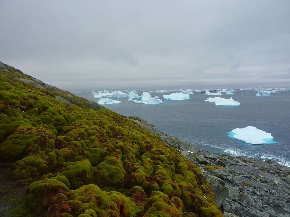 Paisagem verde vibrante em Green Island, uma região localizada nas Ilhas Berthelot da Península Antártica. — Foto: Green Island. Credit Matt Amesbury