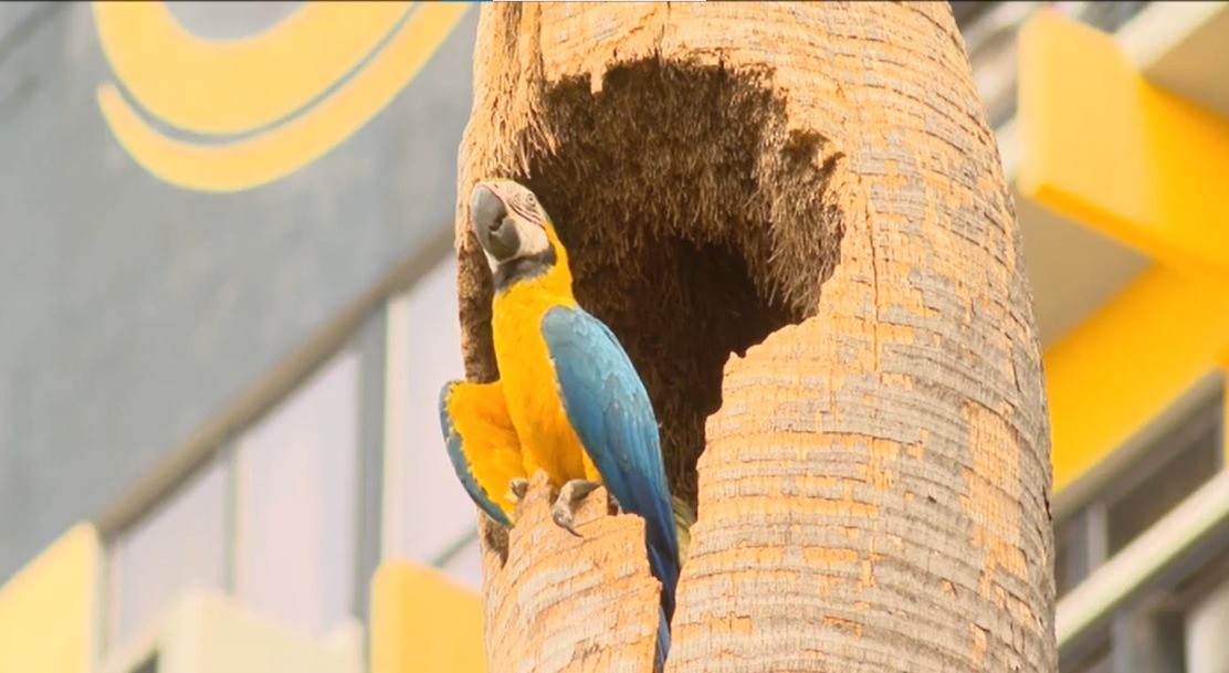 Presença de araras no Centro de Cuiabá vira estudo e tema de documentário
