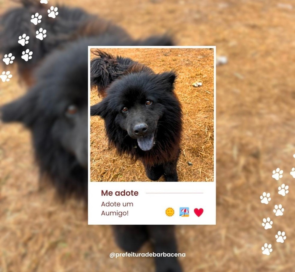 Animais estão sob cuidados emergenciais da Prefeitura e vivendo em um abrigo — Foto: Prefeitura de Barbacena/Divulgação