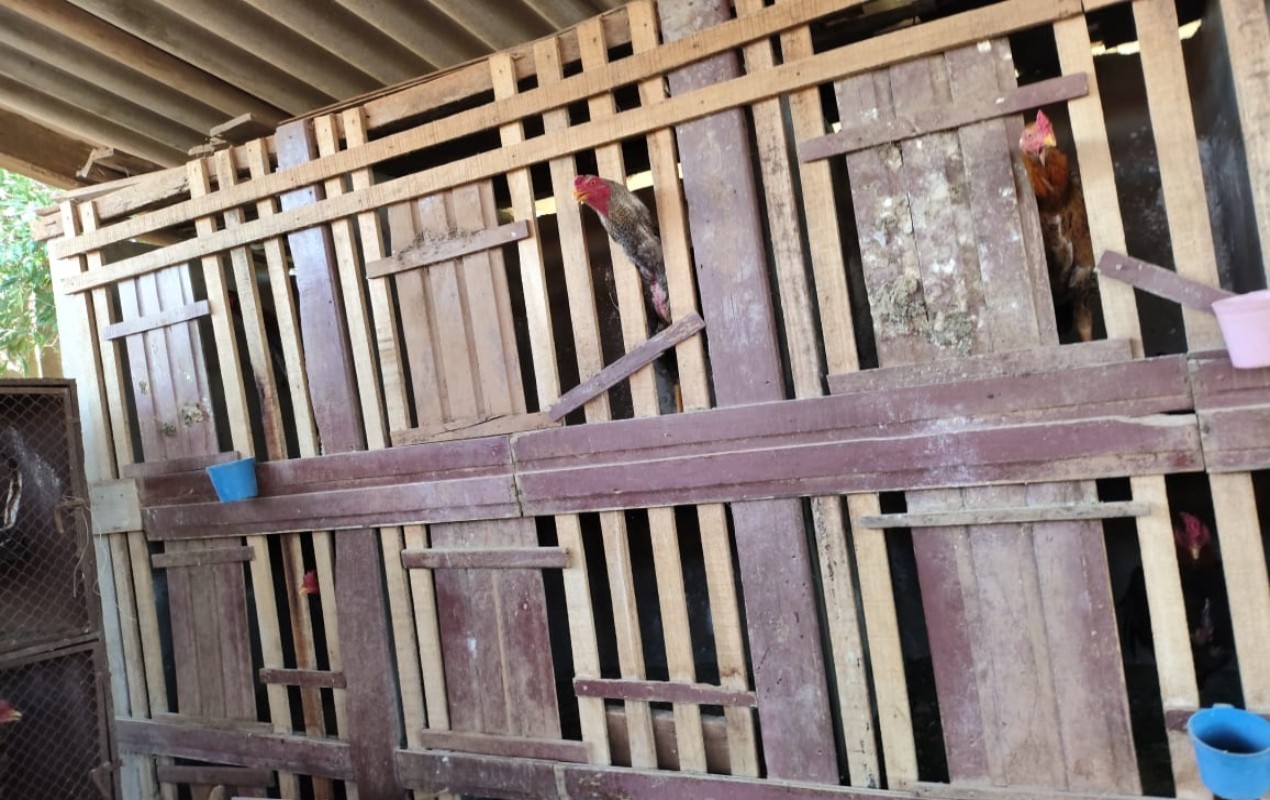 Polícia descobre rinha e resgata mais de 90 galos com sinais de maus-tratos em Porangaba