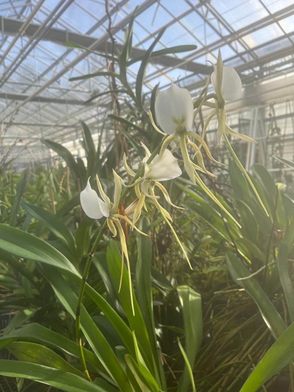 A orquídea-estrela possui um tubo comprido embaixo da flor que ajudou Darwin a entender a evolução de diferentes espécies — Foto: BBC