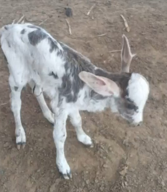 VÍDEO: bezerro ou jumento? Animal recém-nascido chama atenção por orelhas enormes 