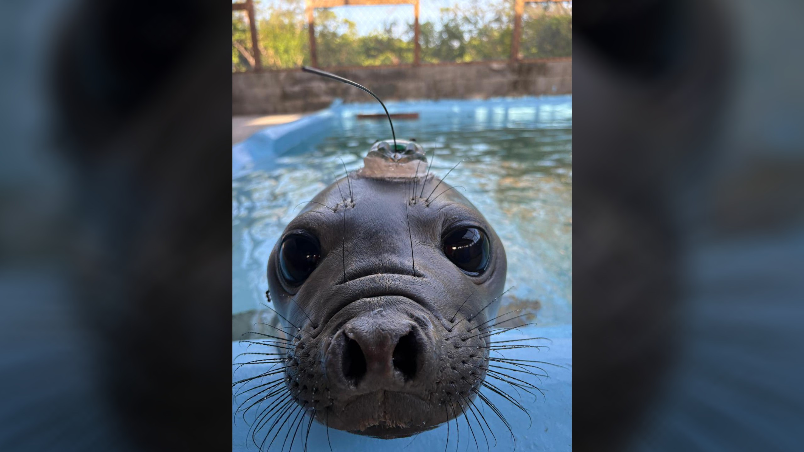 Primeiro elefante-marinho monitorado no Brasil volta para natureza após um mês em reabilitação no Paraná