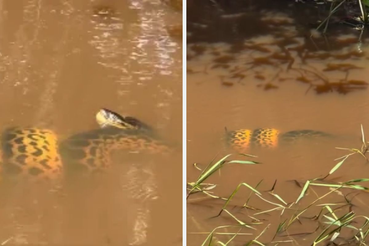 VÍDEO: Sucuri-amarela é flagrada enrolada em jacaré debaixo d'água no Pantanal de MS