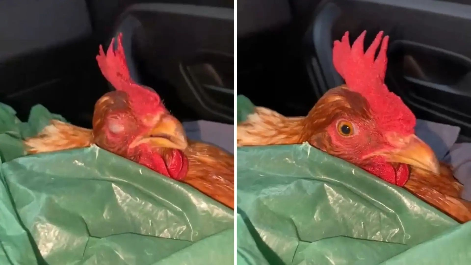 Galinha roubada 'dorme' no colo de policial após ser resgatada no ES; veja VÍDEO