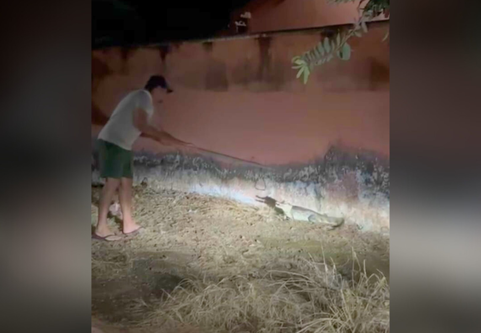 Jacaré surge no portão de casa e deixa moradora ‘apavorada’ no interior do Tocantins; VÍDEO