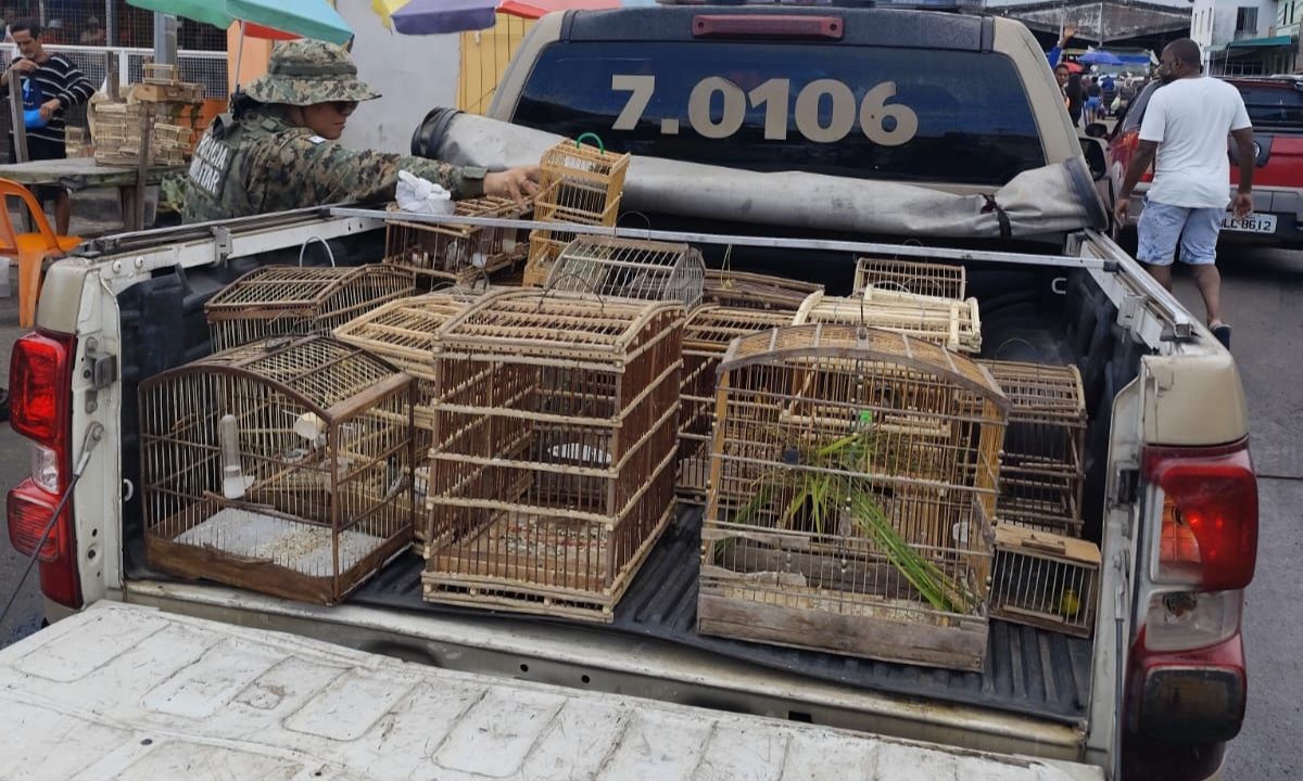 Três pessoas são detidas e aves silvestres resgatadas em ação policial na Bahia