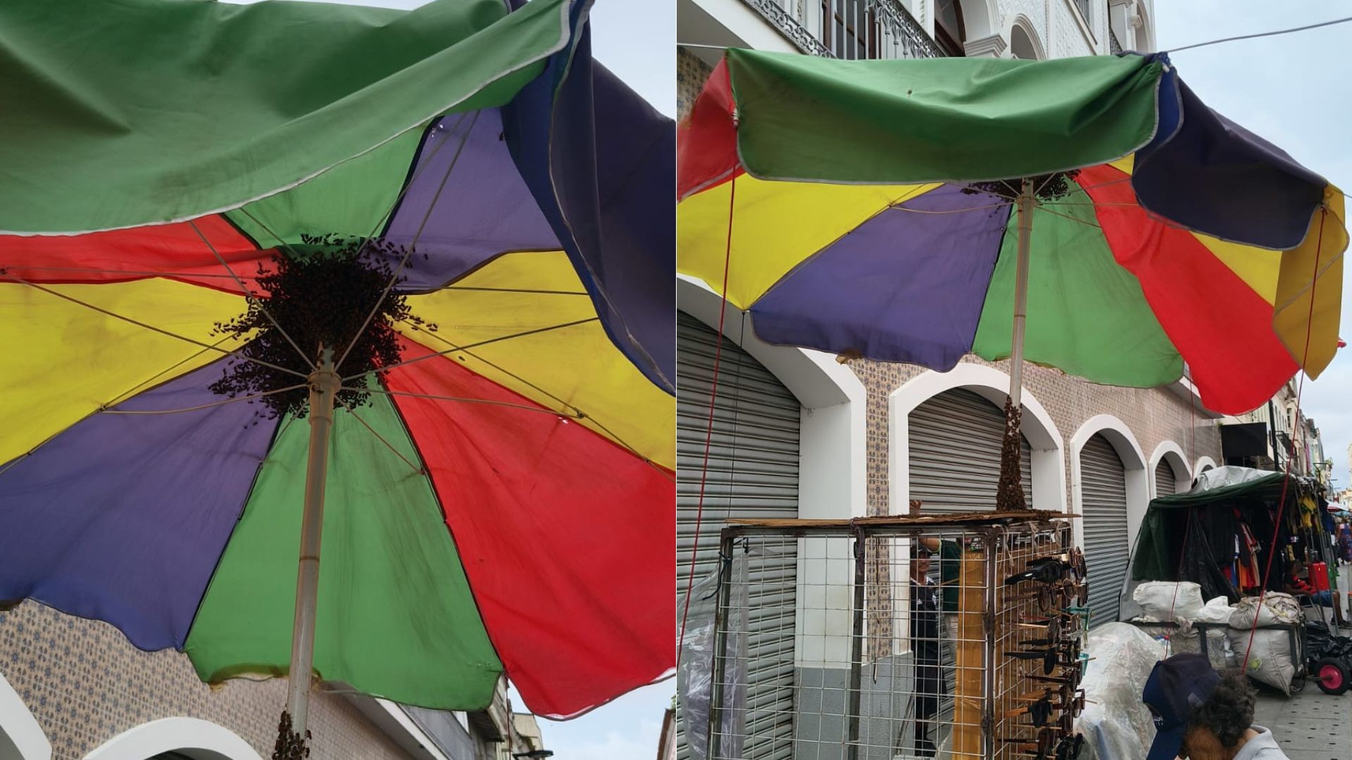 Trecho da Rua Grande é isolado após aparecimento de enxame de abelhas, em São Luís