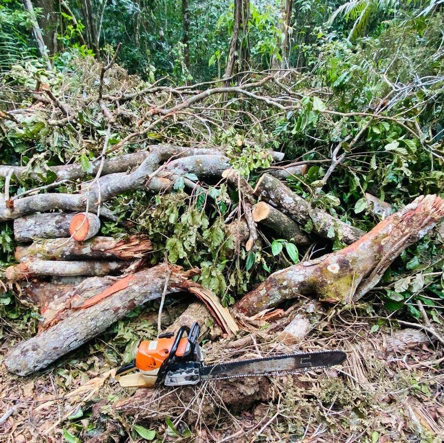 Dupla é presa em flagrante por extração ilegal de madeira angelim-pedra no AP 