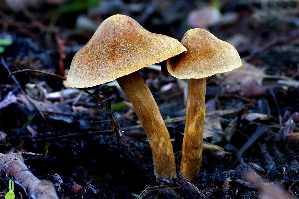 Estudo indica que psilocibina, composto extra&iacute;do de cogumelos m&aacute;gicos, pode ser eficaz no tratamento da depress&atilde;o.  &mdash; Foto: Divulga&ccedil;&atilde;o/Freepik