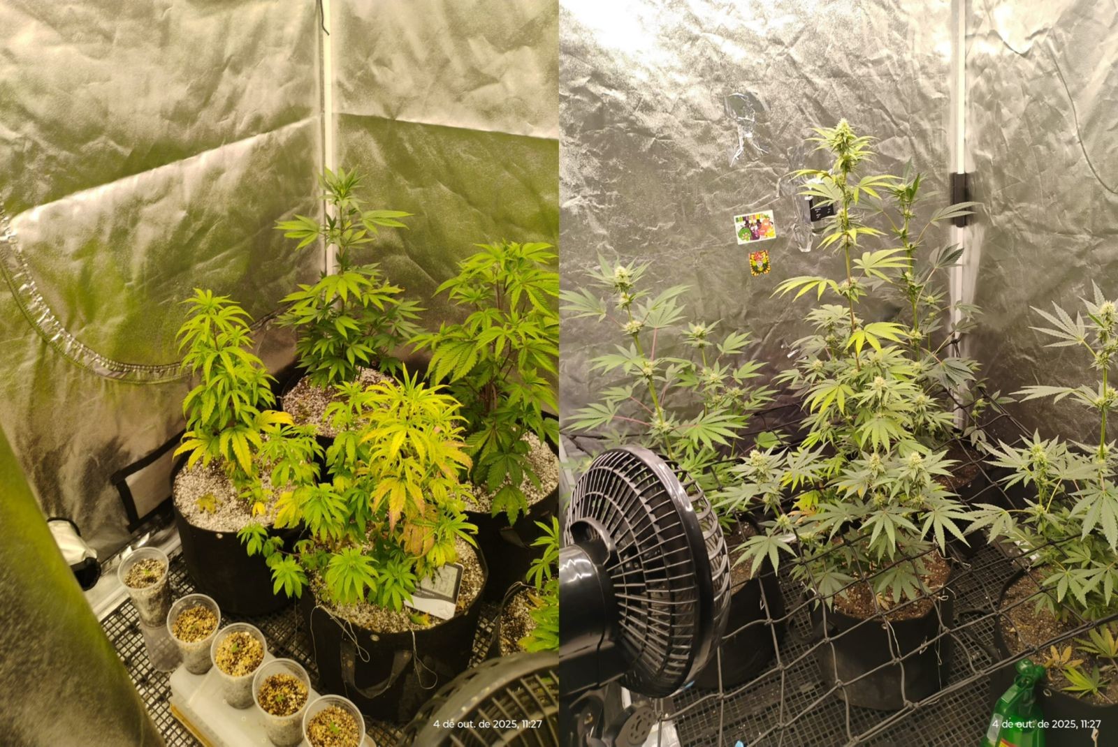 'Laboratório caseiro’ de maconha é encontrado em casa na zona norte de Sorocaba