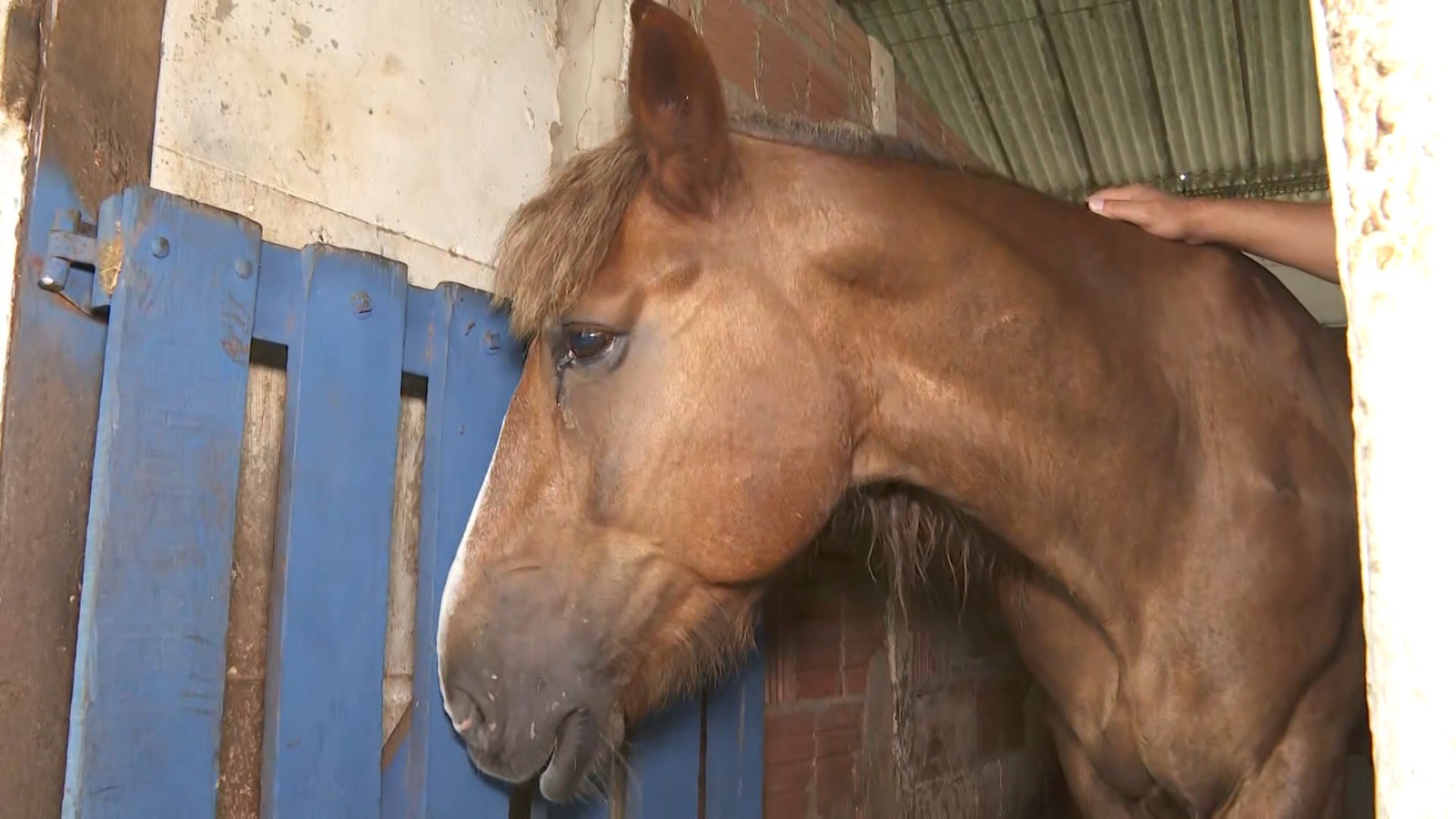 Pacientes com deficiência ficam sem equoterapia após decreto mudar doação para ONGs