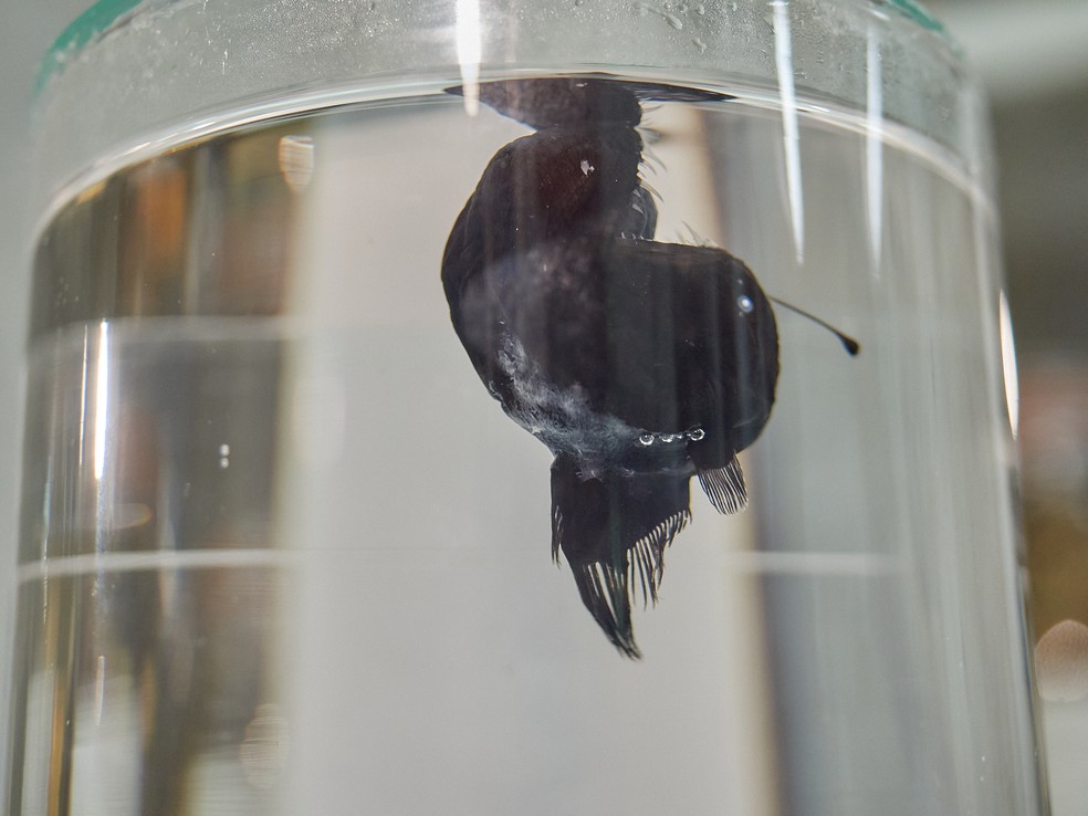 O peixe 'diabo negro' conservado em um museu de Tenerife. — Foto: Museo de Naturaleza y Arqueología, en Tenerife (MUNA)
