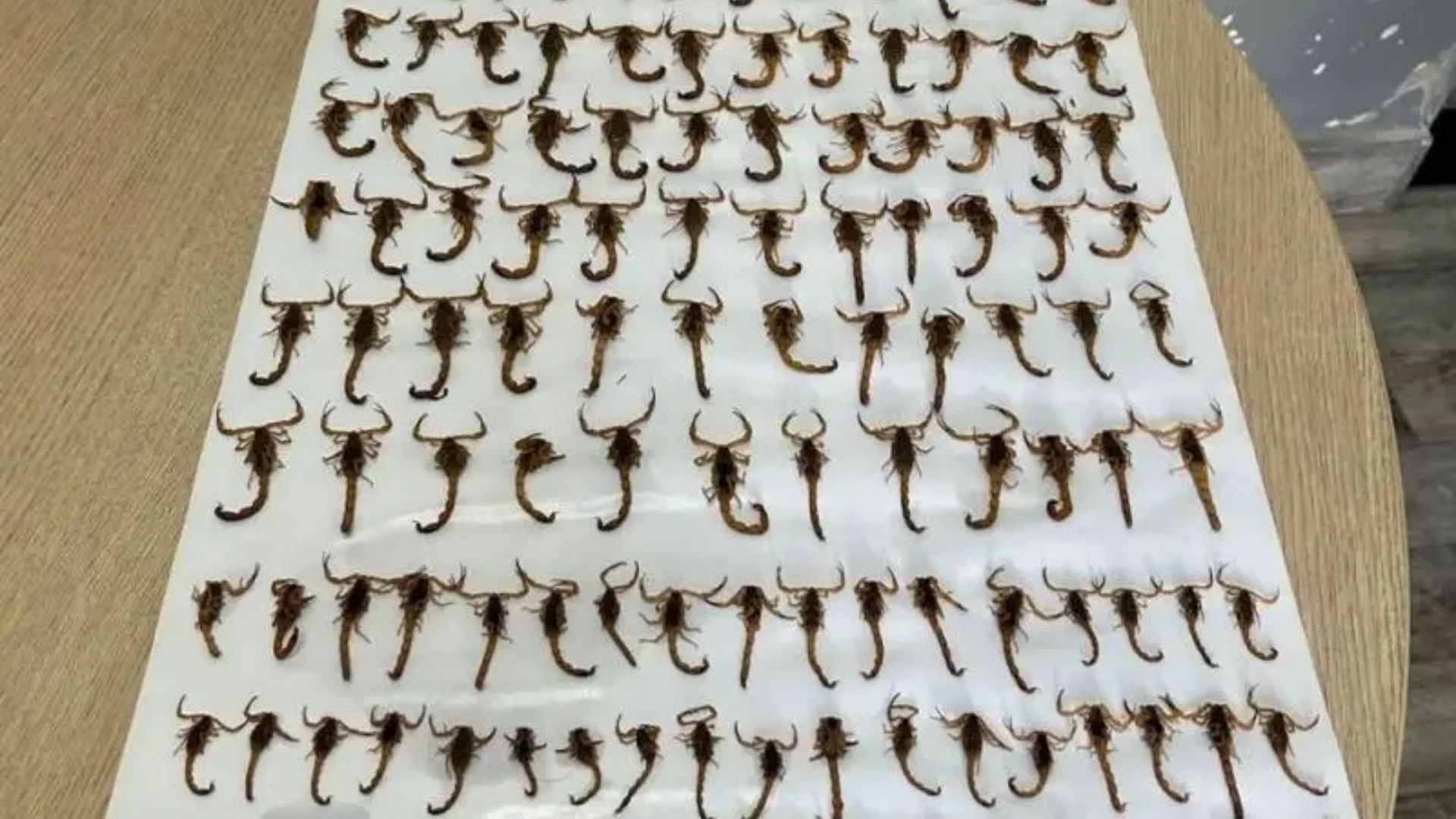 Cidade do ES enfrenta infestação de escorpiões e captura 150 animais em uma semana