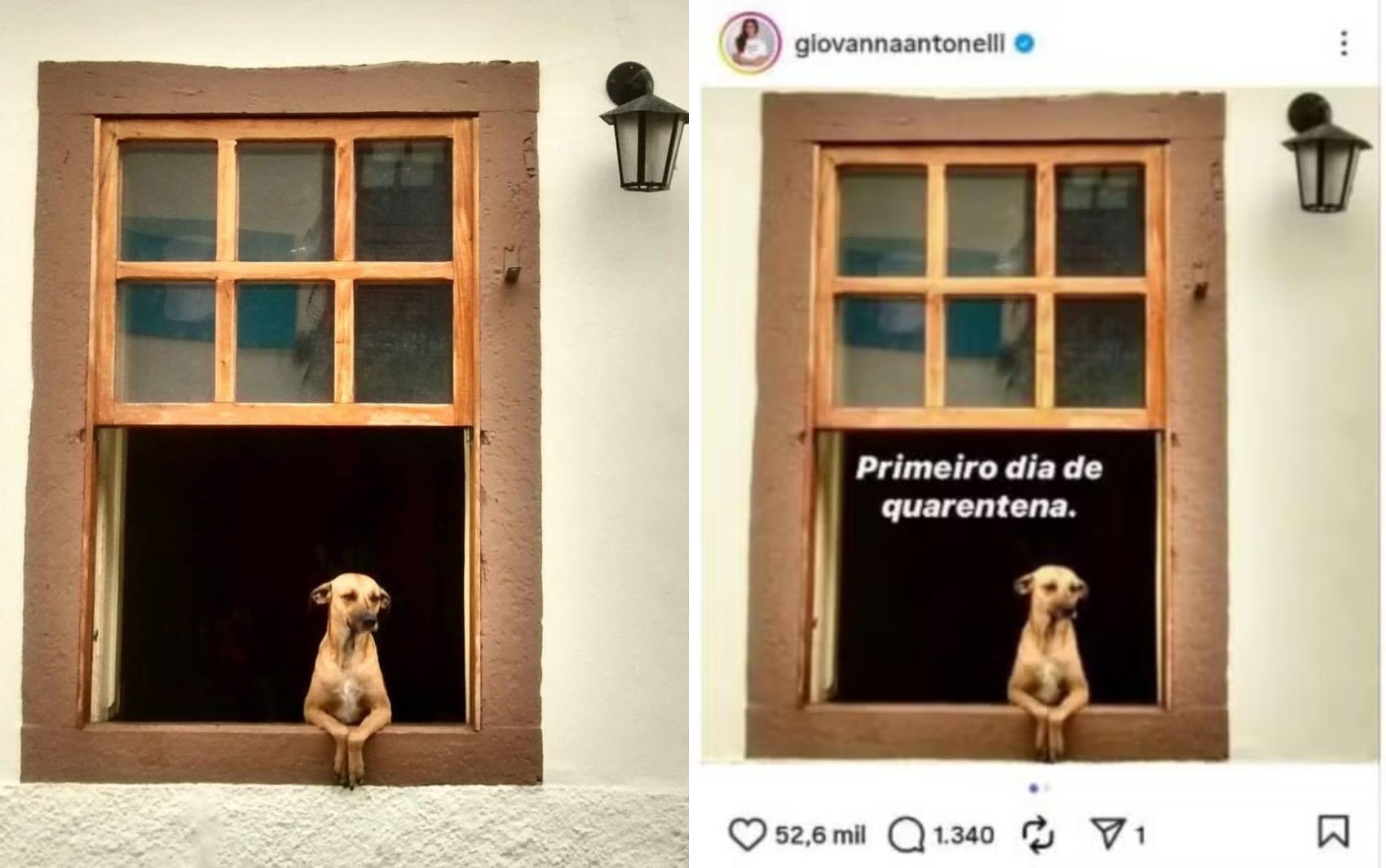 Vira-lata caramelo ganha o mundo com foto em janela; conheça história