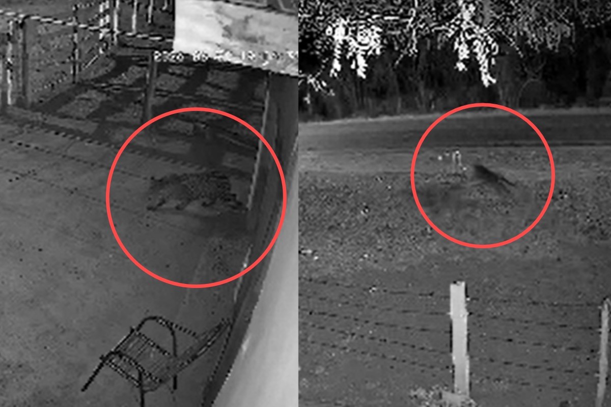 Onça que levou cachorro volta à mesma casa e tenta atacar outro cão 13 dias depois em MS; VÍDEO