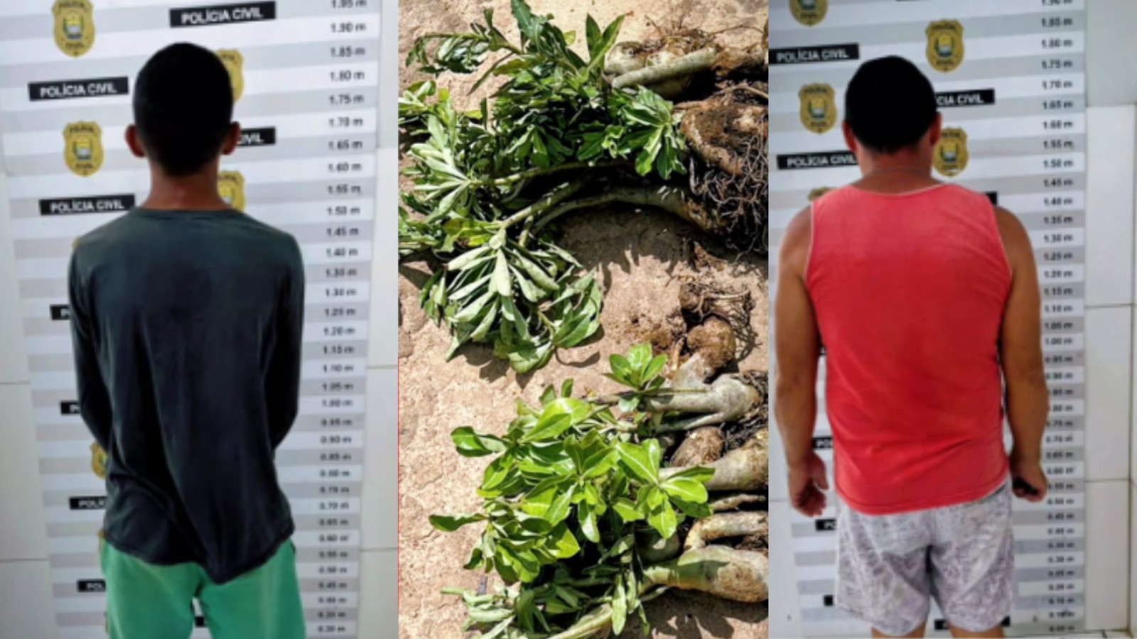 Homens são detidos suspeitos de furtar 50 rosas do deserto; polícia estima prejuízo de R$ 5 mil