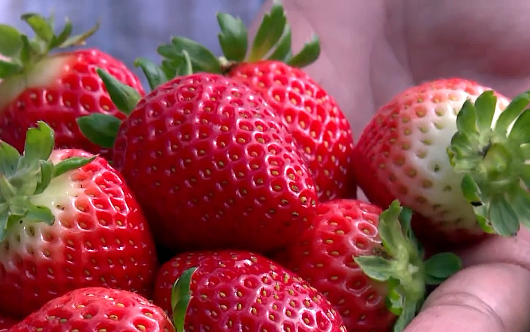 'Preço desleal': importação de morango do Egito pressiona preços e preocupa produtores mineiros