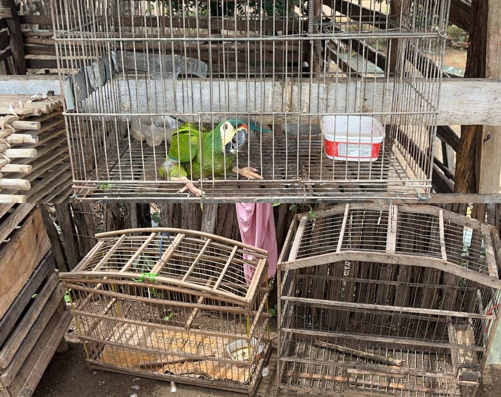 Macaco-prego e aves silvestres em situação de cativeiro são apreendidos no interior no Piauí — Foto: Reprodução