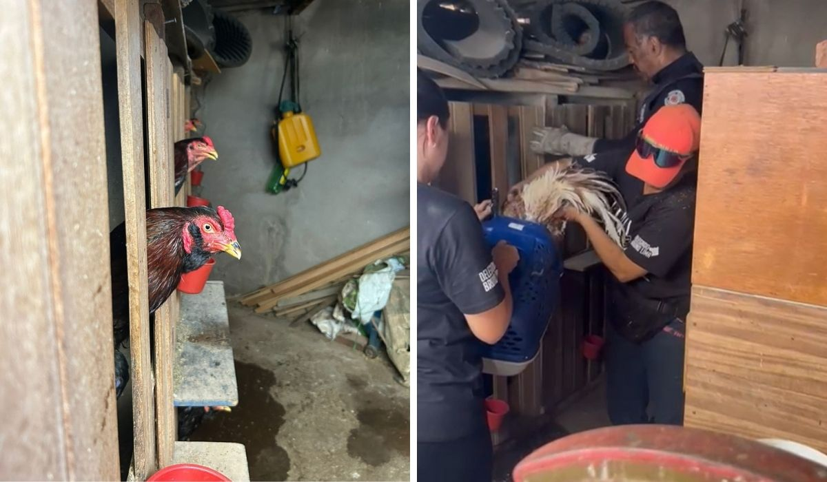 Guarda resgata 39 galos com sinais de maus-tratos e prende homem em flagrante em Americana