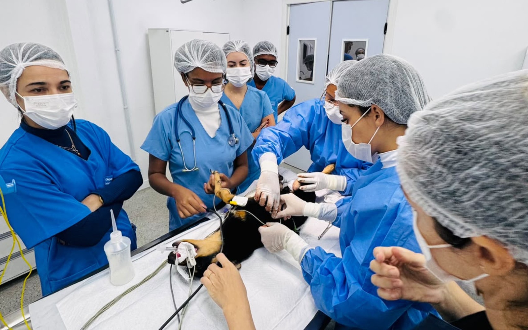 Outubro Rosa Pet: Universidade faz atendimentos gratuitos em cadelas e gatas em Salvador