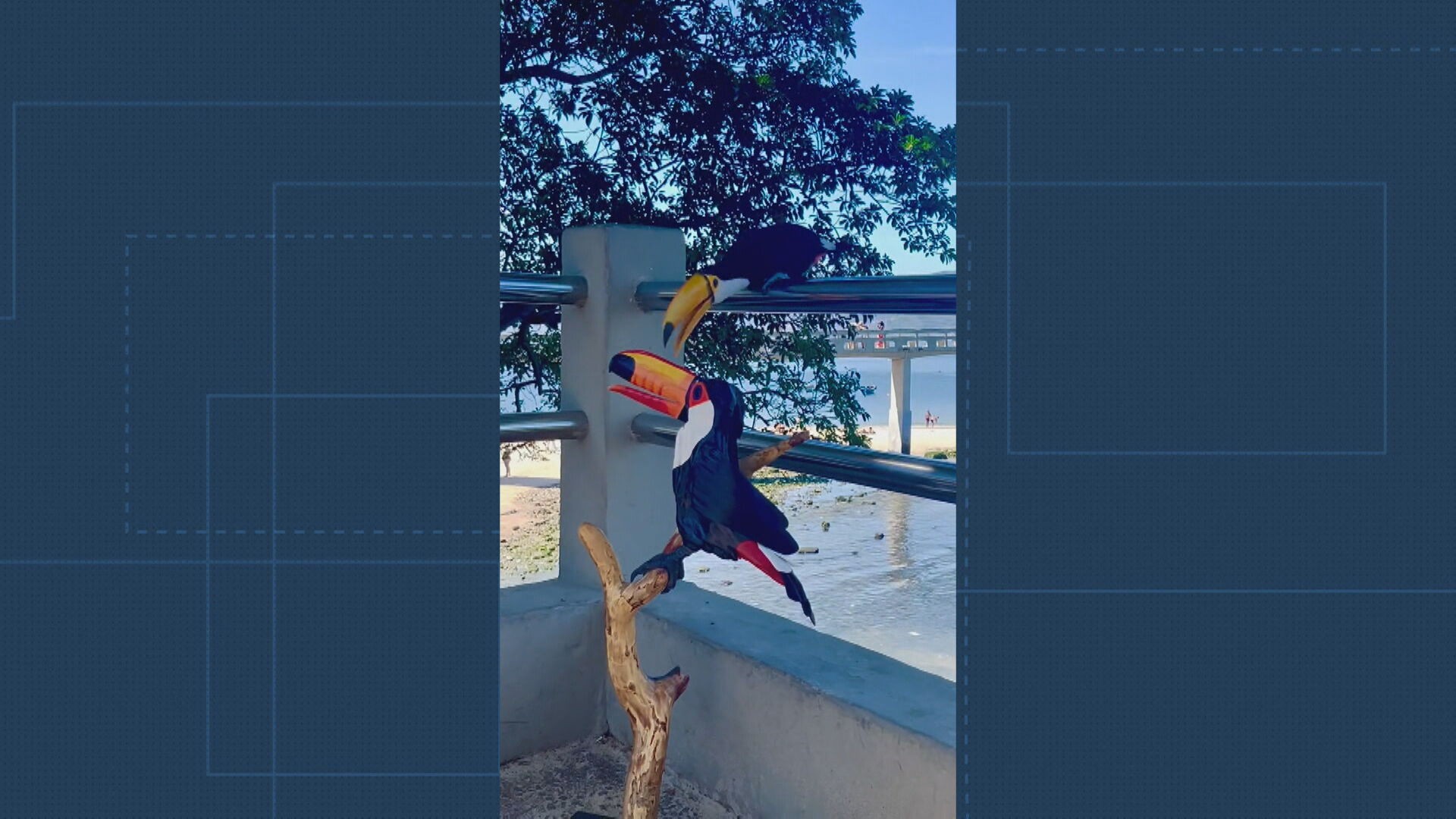 VÍDEO: tucano de madeira ' encanta' ave de verdade em Niterói