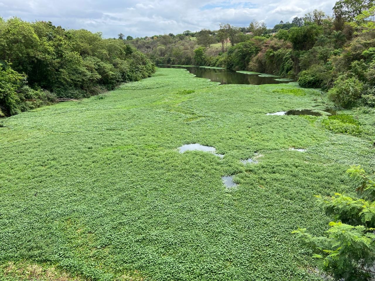 Aguapés cobrem o Rio Piracicaba, em Americana, e especialista alerta para risco de mortes de peixes