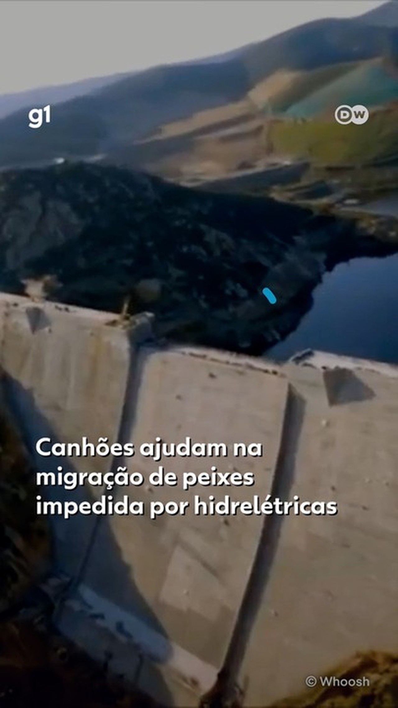 Canhão de peixes cria ‘via rápida’ para animais atravessarem barragens; veja VÍDEO