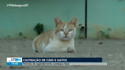 Prefeitura de Palmas abre agendamento para castração gratuita de cães e gatos