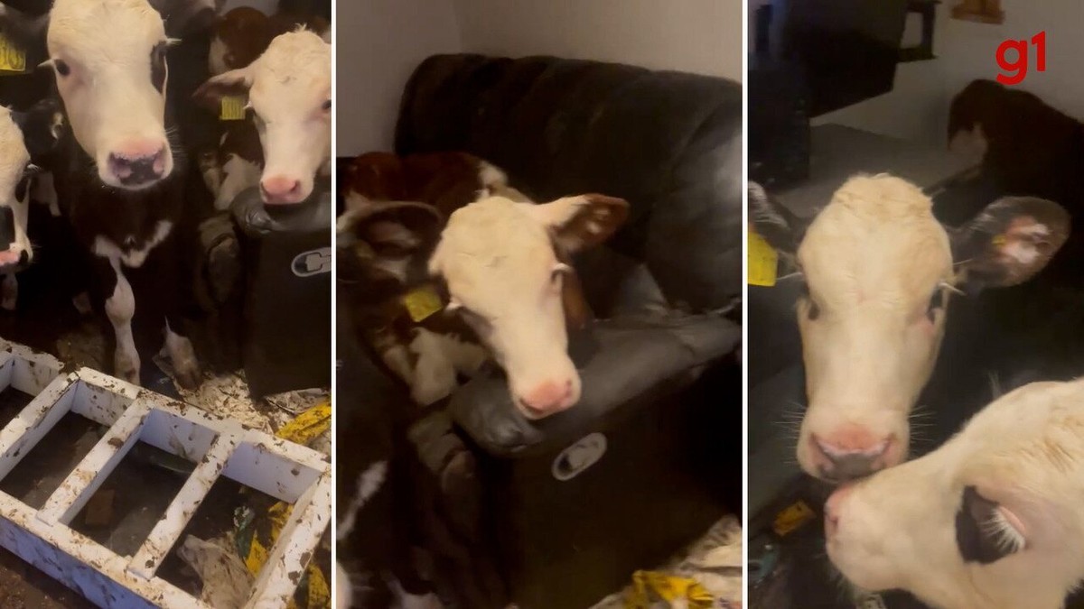 Cows invade their breeder’s house and ‘relax’ on the sofa;  see VIDEO
