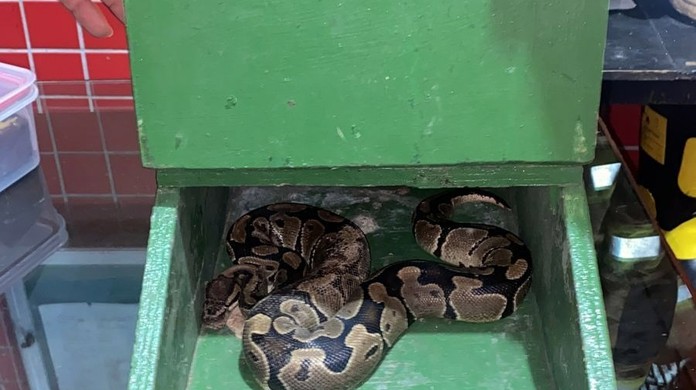 Cobra solta por engano no Parque Nacional da Tijuca é encontrada por um  cachorro e resgatada, Rio de Janeiro