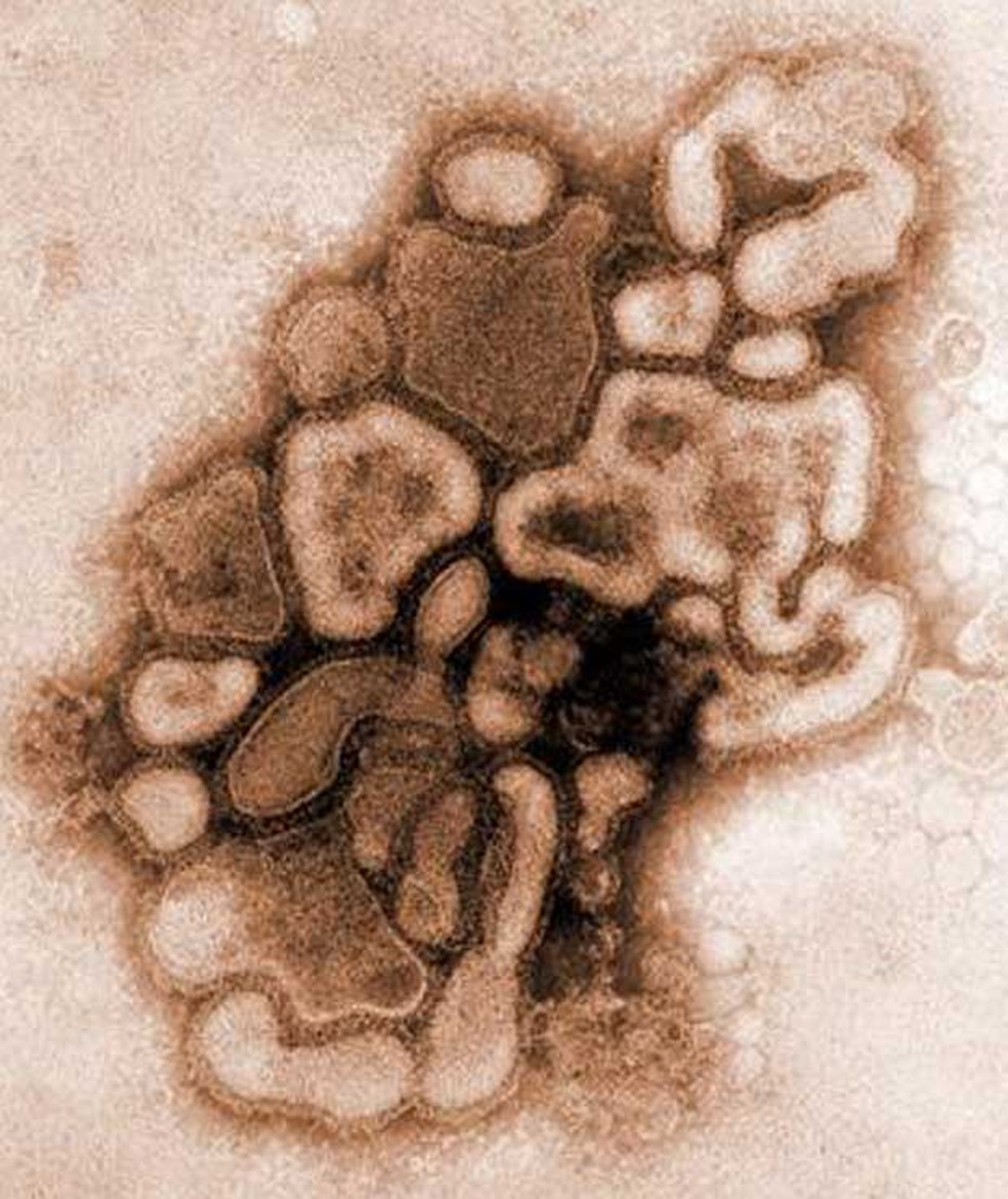 G4 EA H1N1: Novo vírus com potencial pandémico detetado na China