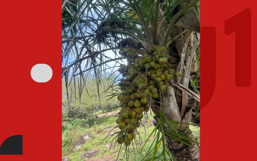 O licuri é uma palmeira típica do semiárido baiano. — Foto: Arquivo Pessoal