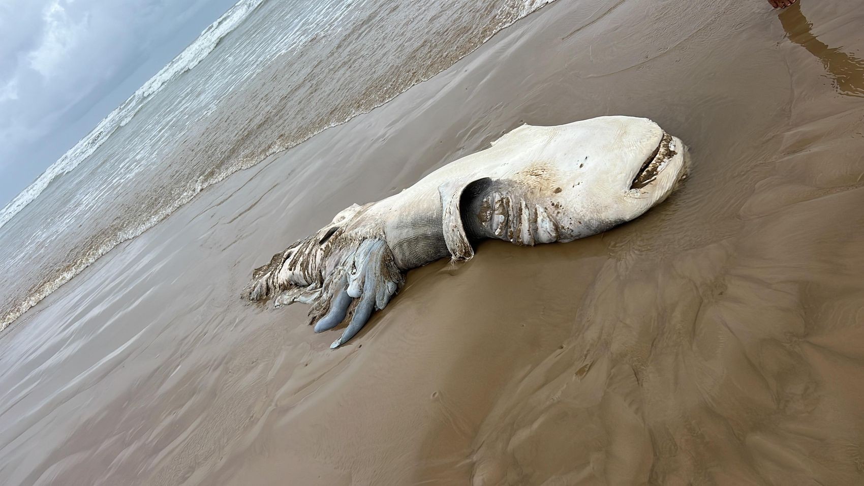 Tubarão é encontrado morto em praia de Aracaju