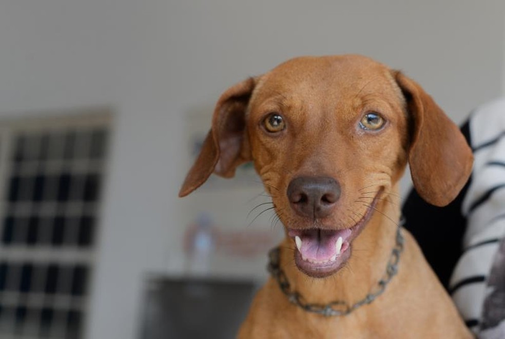 Podem ser vacinados cães e gatos a partir de três meses — Foto: Raiza Milhomem/Secom Palmas