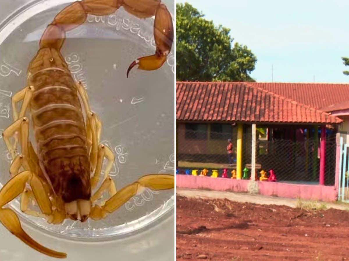 Com medo de escorpiões em creche, pais deixam de levar filhos no interior de SP: 'risco de vida'