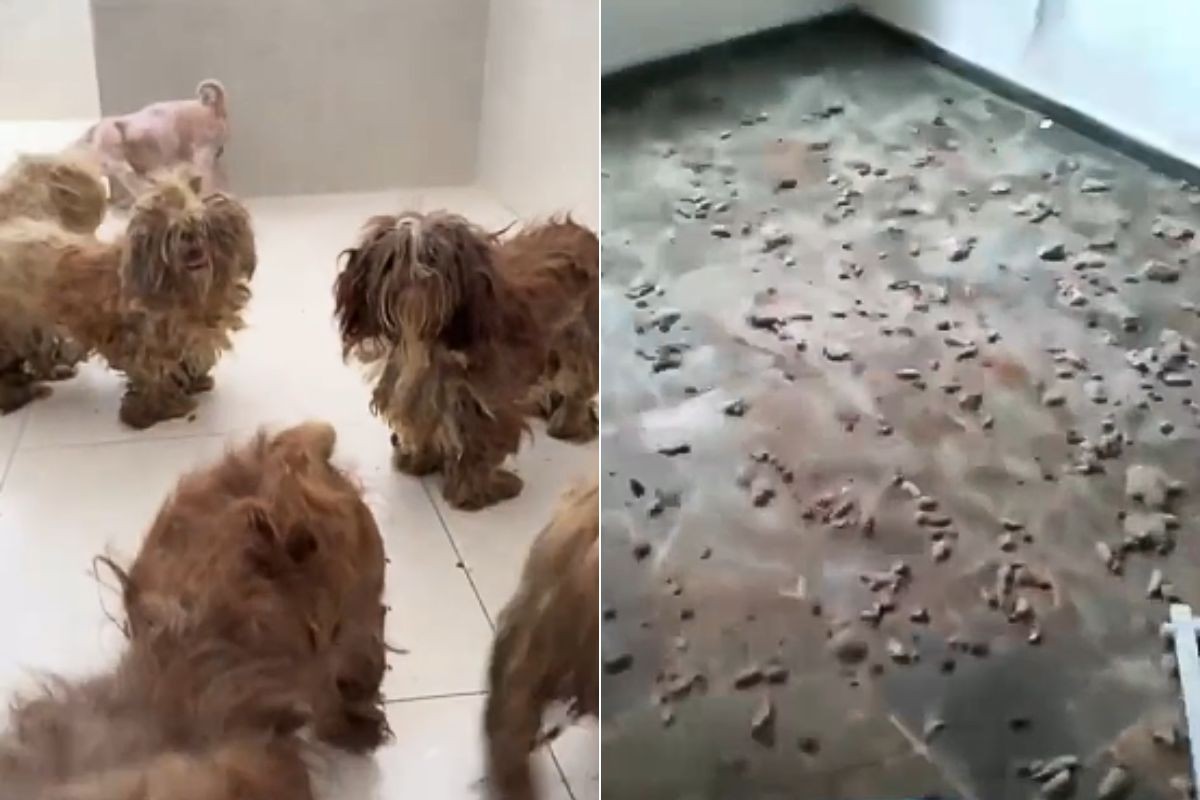 Cachorros da raça shih tzu são resgatados em situação de abandono e maus-tratos; VÍDEO