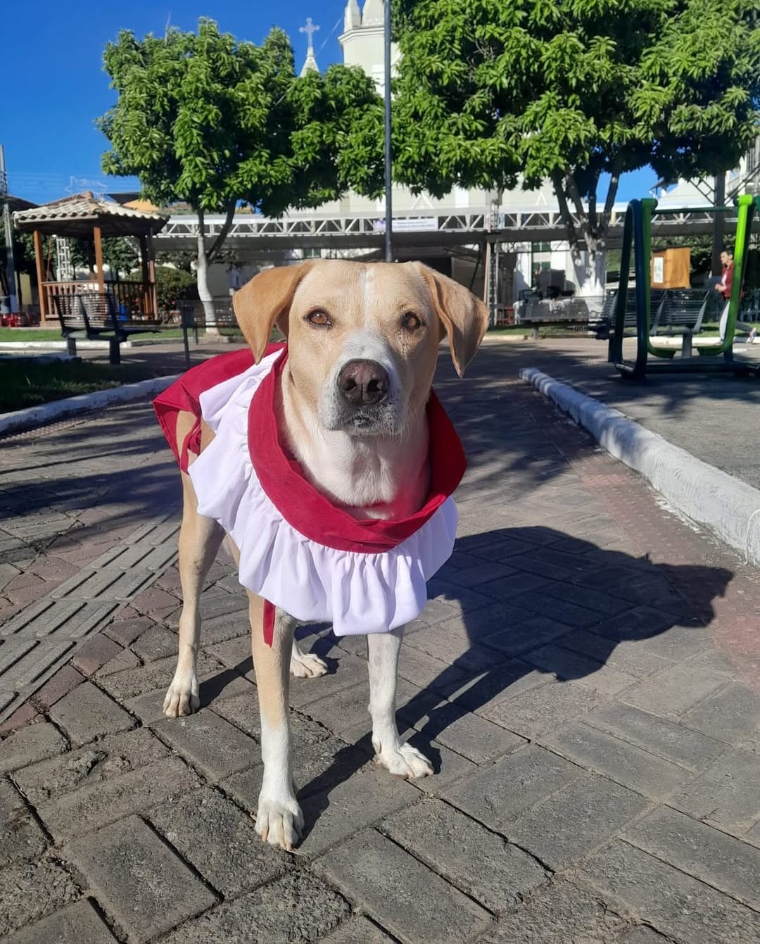 'CÃOroinha': cachorro que participa de missas é homenageado como mascote da paróquia e encanta fiéis em MG