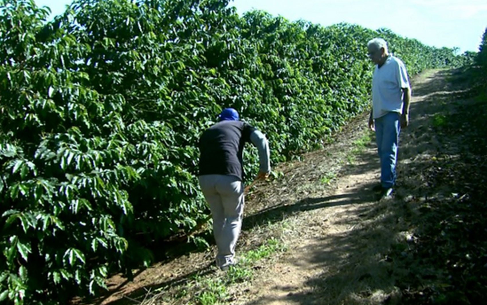 Colheita do café impulsiona geração de empregos e abre mais de 6 mil vagas formais no Sul de Minas em maio