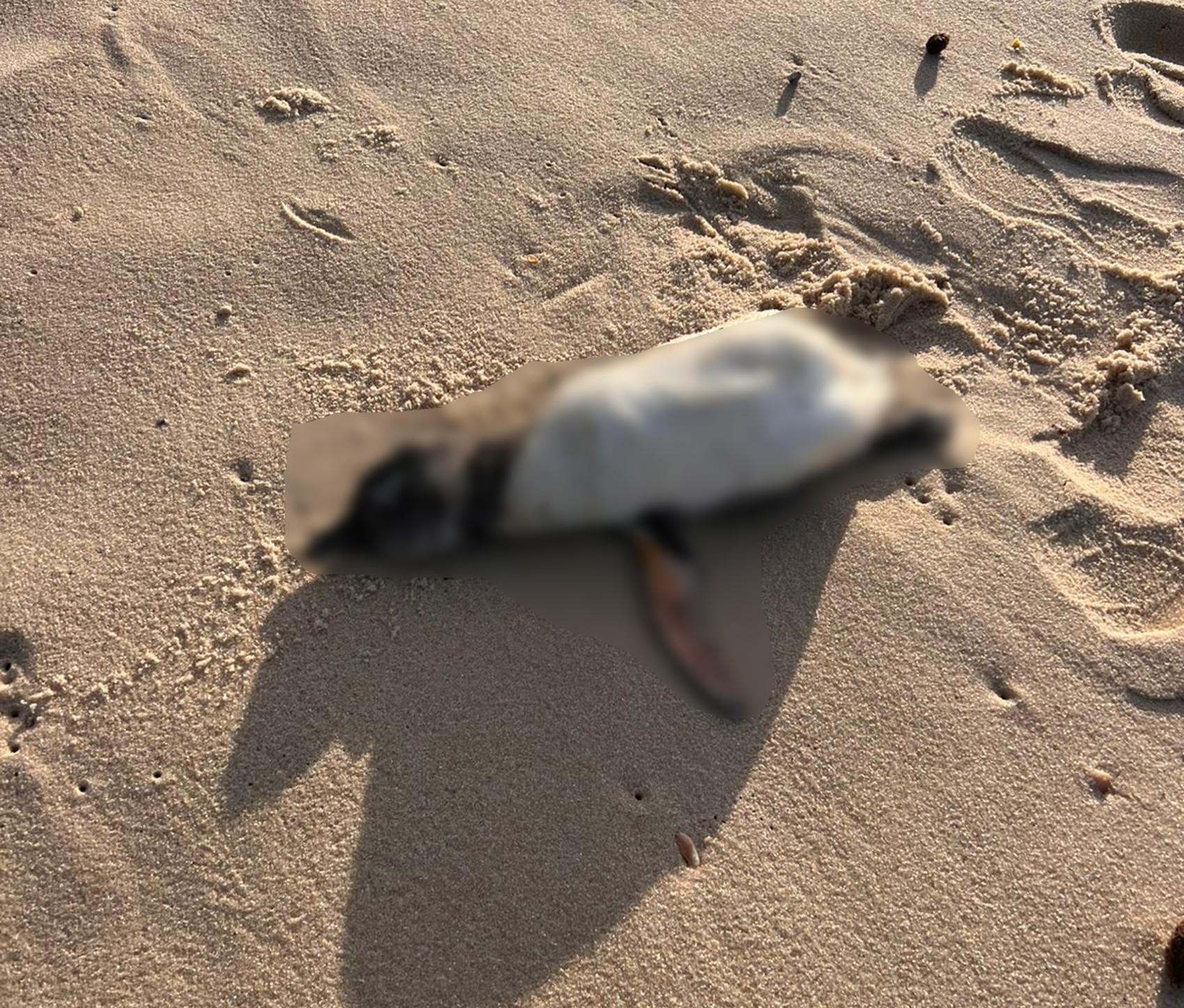 Mais de 10 pinguins são encontrados mortos na areia da Praia do Recreio, na Zona Oeste do Rio