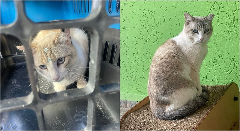 A gata Pérola passou por check-up em clínica veterinária de Piraju (SP) — Foto: Arquivo pessoal/Nelsiane Prachedes