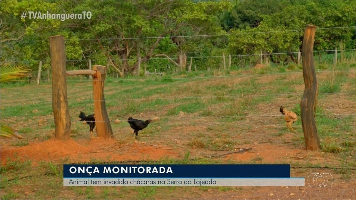 Moradores flagram onça no PR: suspeita é que ela tenha atacado cavalo