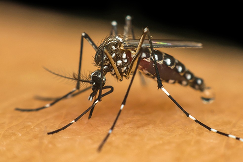 Mosquito transmissor da Dengue, Zika e Chikungunya — Foto: Reprodução Banco de Dados
