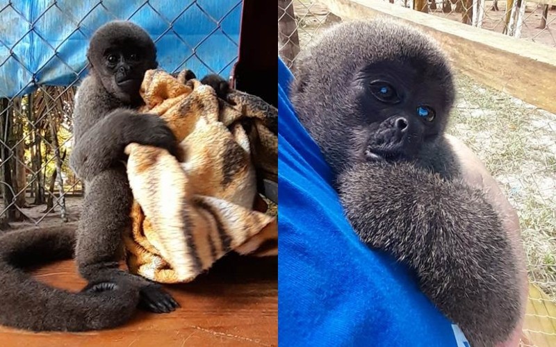 Macacos-barrigudos são transferidos de Manaus para zoológico em SP para projeto de conservação