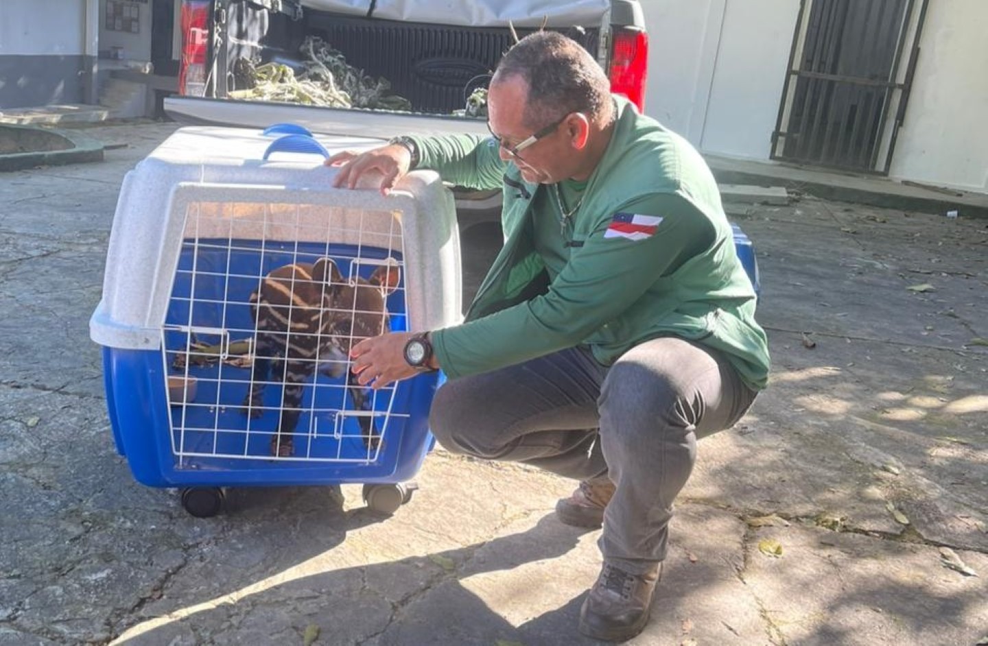Filhote de anta em risco de extinção é encontrado e acolhido por moradores no AM