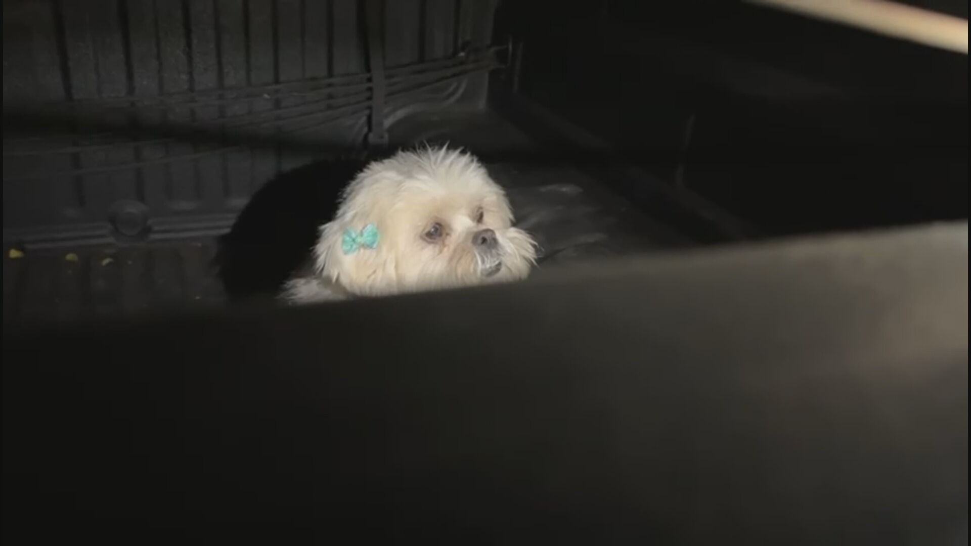 VÍDEO: Cachorro é deixado dentro de carro por mais de 3h no Parque da Cidade, em Brasília