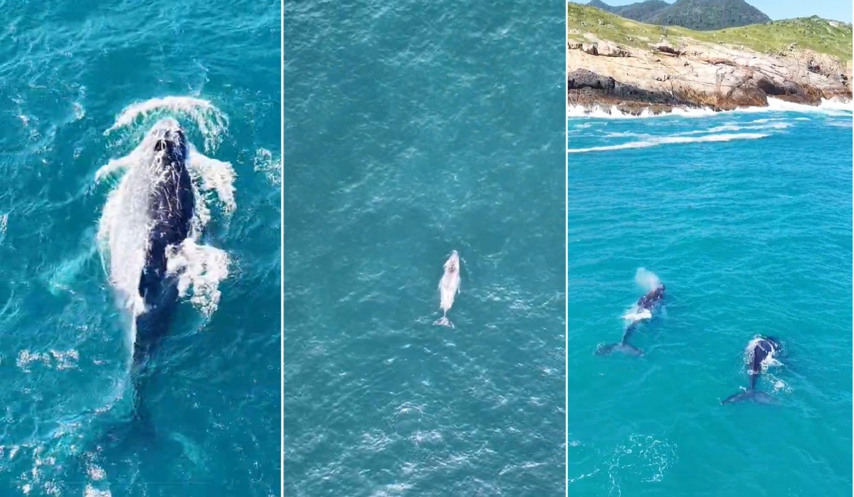 Baleias aparecem antes da temporada e já são avistadas em Arraial do Cabo